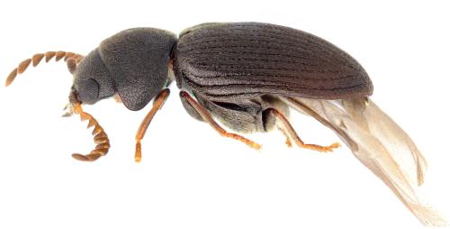 Réf. 349 568 : Xyletinus vaederoeensis
